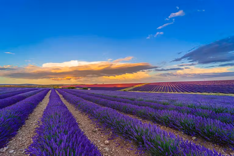 Amanecer en los campos de lavanda de Caleruega