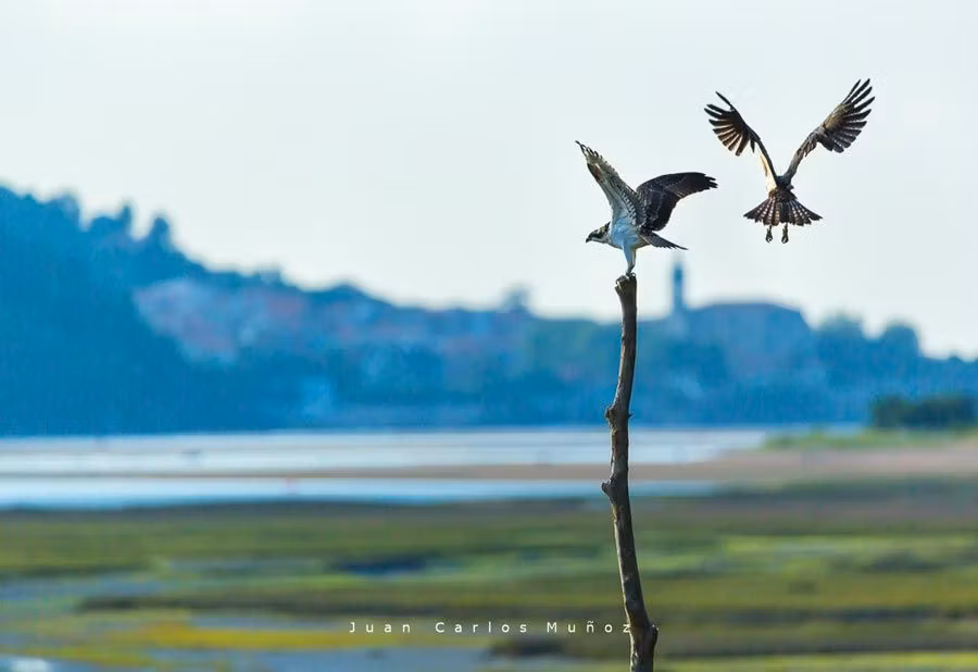 aves en bird center de urdaibai