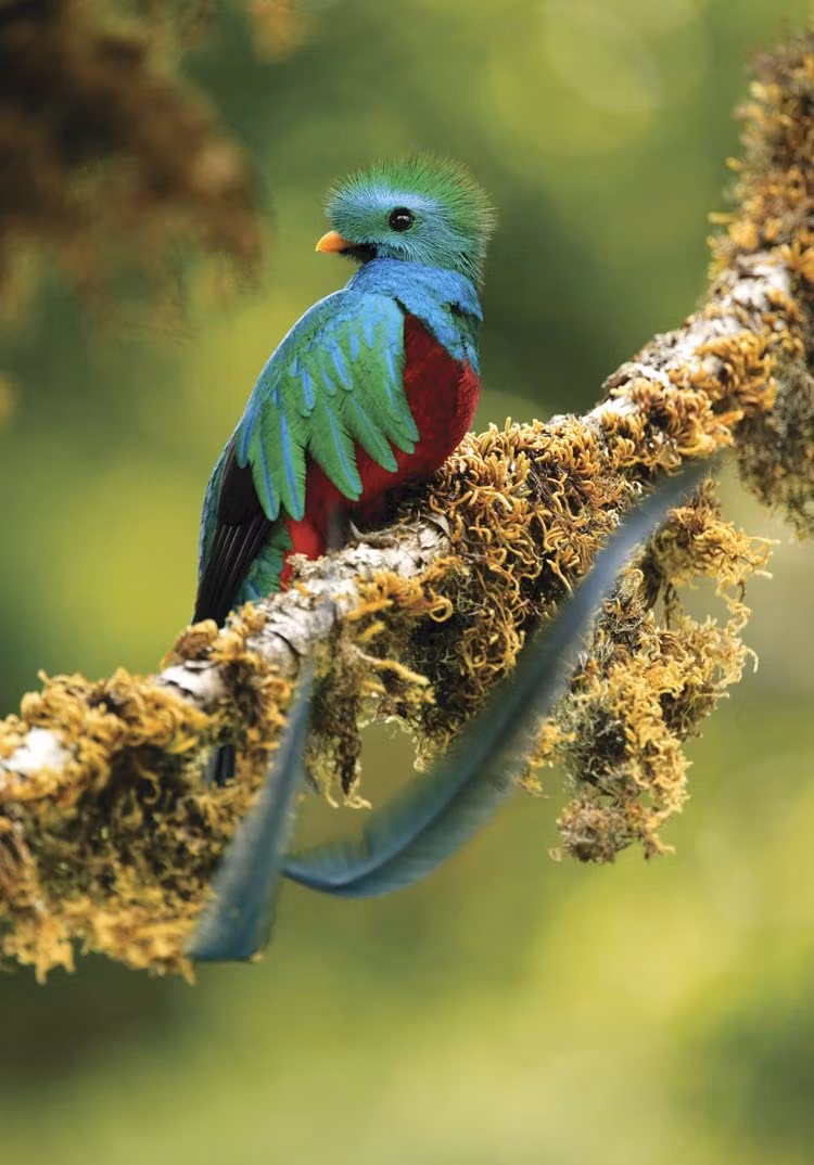 El quetzal una de las vidas exóticas que se pueden ver en Costa Rica.