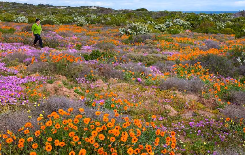 Flores en la bahía de Eland, en la cosa oeste de Sudáfrica.