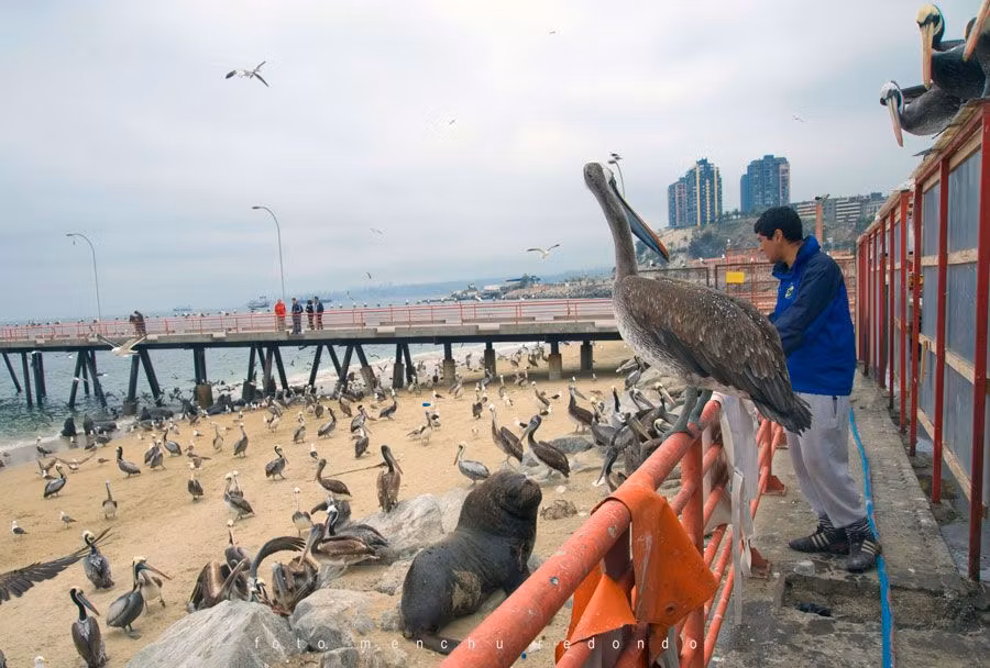 Puerto Pesquero de Valparaíso.