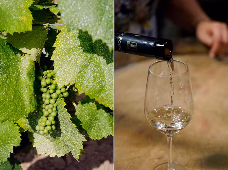 El Domaine Poiron-Dabin los vinos envejecen en barricas subterráneas de cristal.