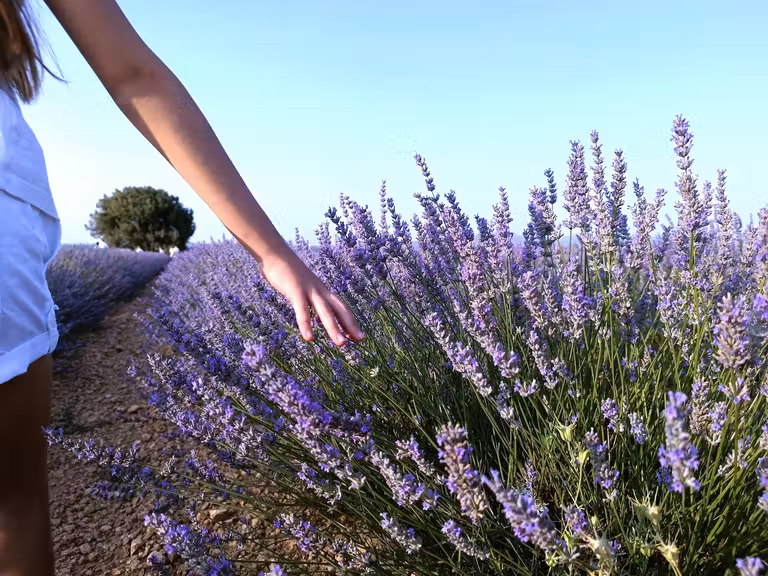 Paseo por los campos de lavanda de Burgos.