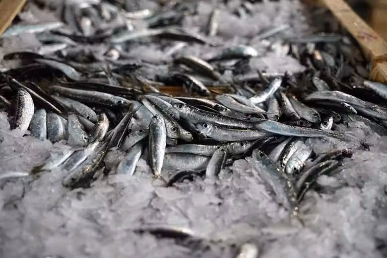 Anchoas frescas de L’Escala