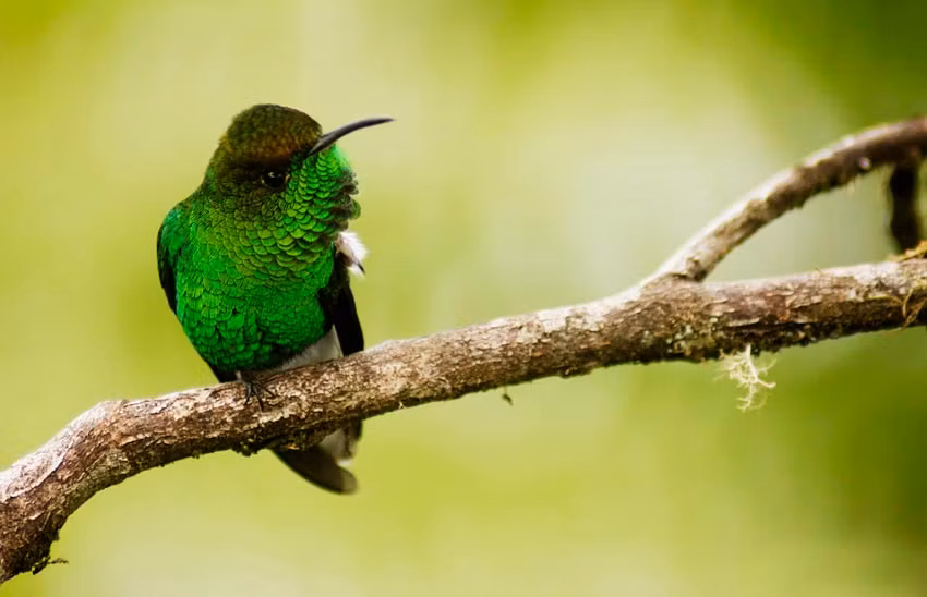 La esmeralda capirotada es un ave endémica de Costa Rica.