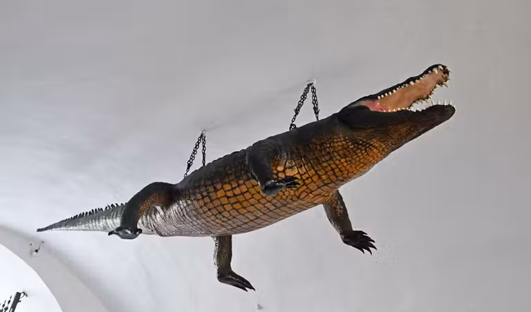 cocodrilo del Antiguo Ayuntamiento