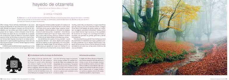 Viaje visual y sonoro por los bosques de Espana