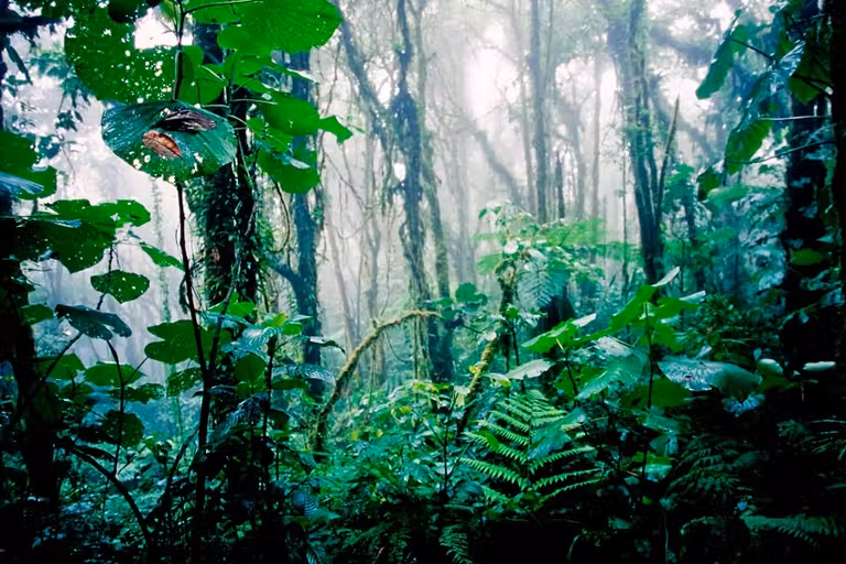 Bosque tropical lluvioso de Costa Rica.