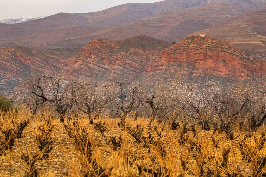 vinedos en invierno, paisaje la rioja baja