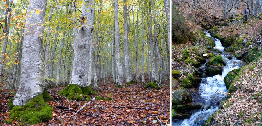 Los hayedos lucen espectaculares en otoño.