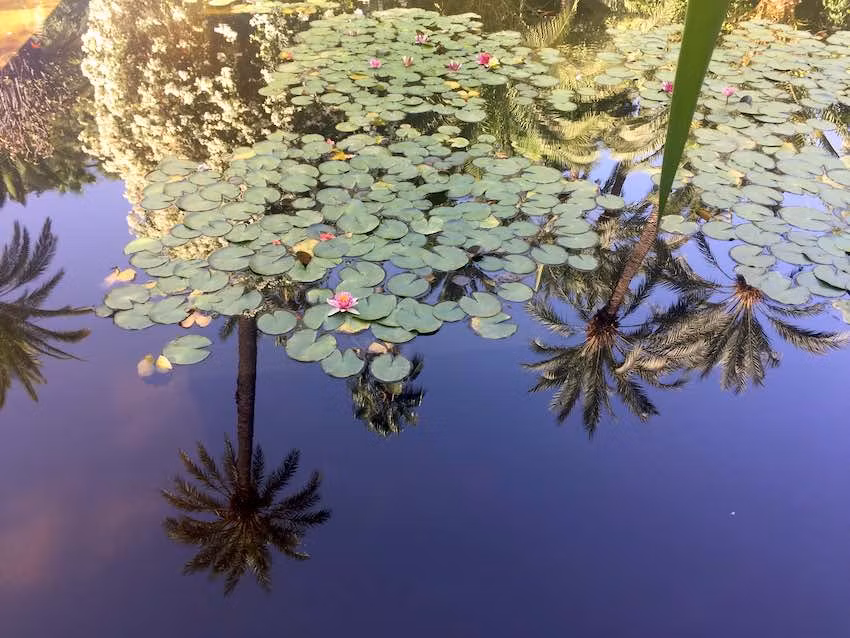 Fuente de los Jardines Majorelle.