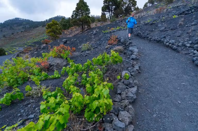 Reserva de la Biosfera del volcán de Teneguía, en Fuencaliente.