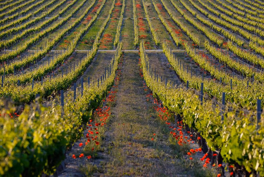 planes en familia, enoturismo