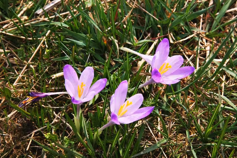 crocus la primera flor que brota en la primavera de los Tatras.
