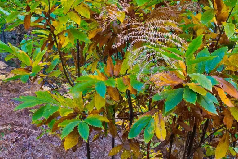 castanos parque sierra nieves