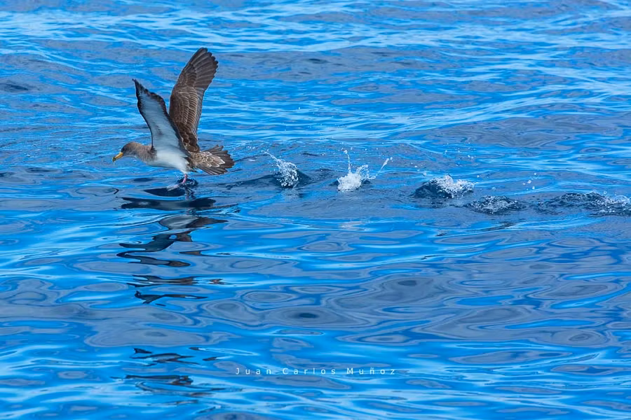 Pardelas en El Hierro.
