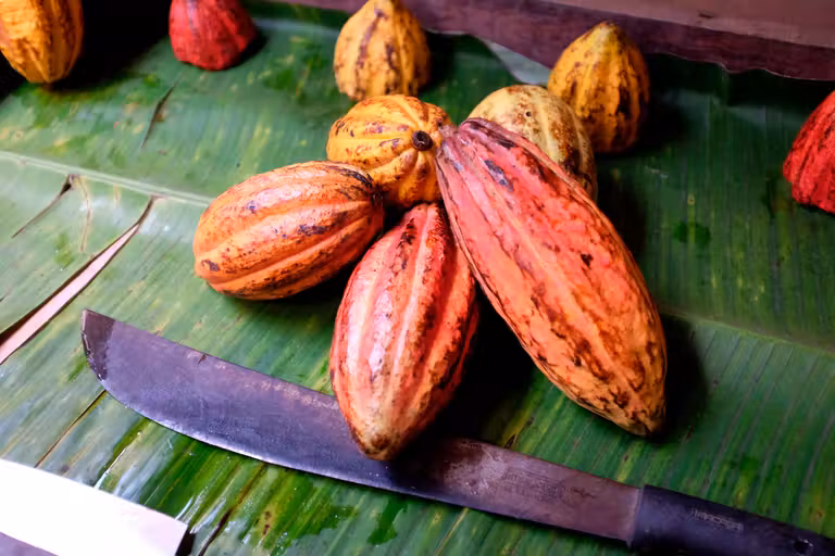 Fruto del cacao.