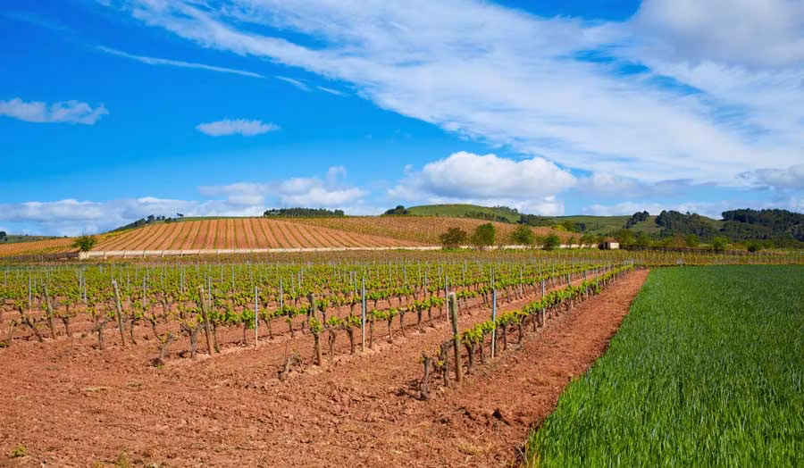 Viñedos en La Rioja en el Camino de Santiago.