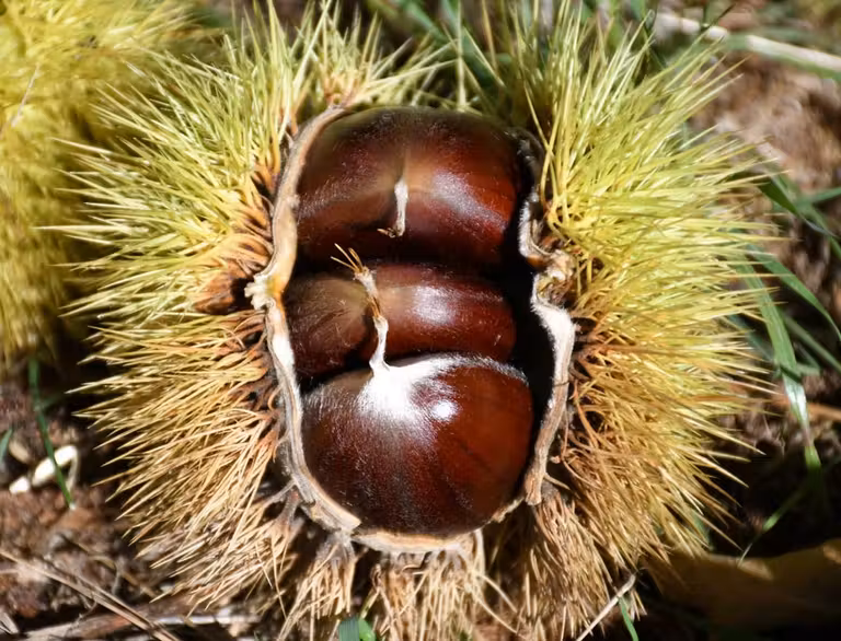 fruto del castano en la semana de la castana de jubrique