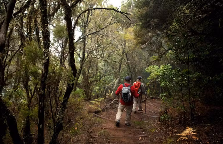 Parque Nacional de Garajonay, en La Gomera.