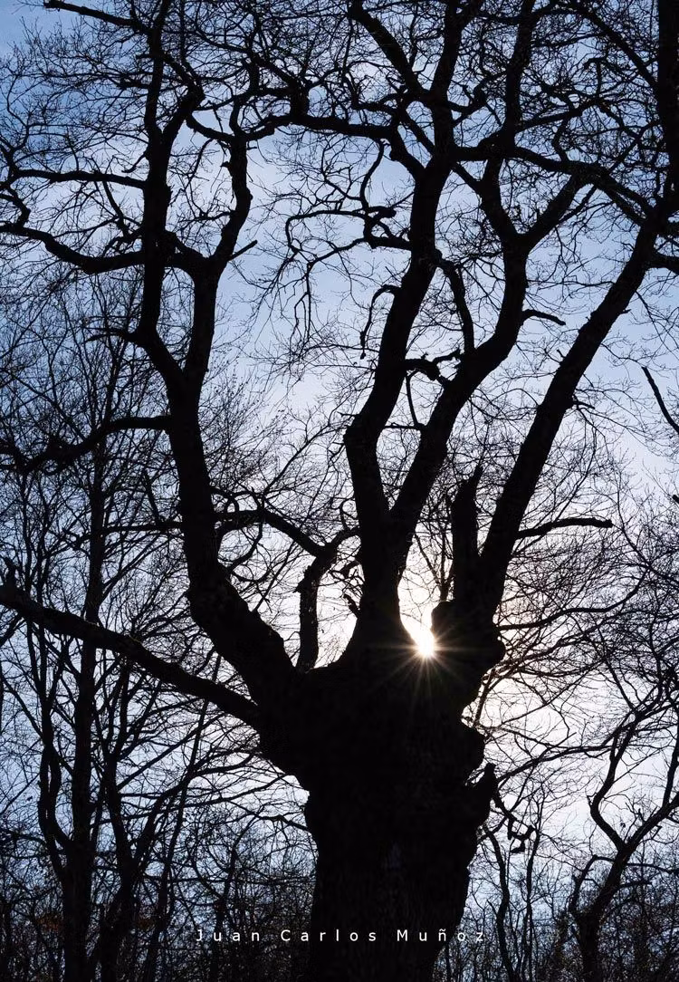 excursiones en la sierra de entzia robles centenarios