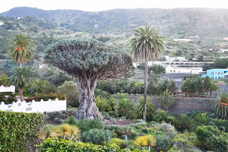 Drago Milenario en Icod de los Vinos