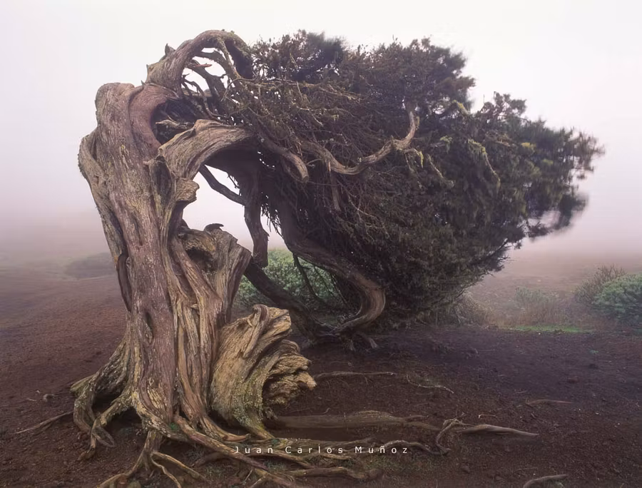 Sabina en El Hierro.