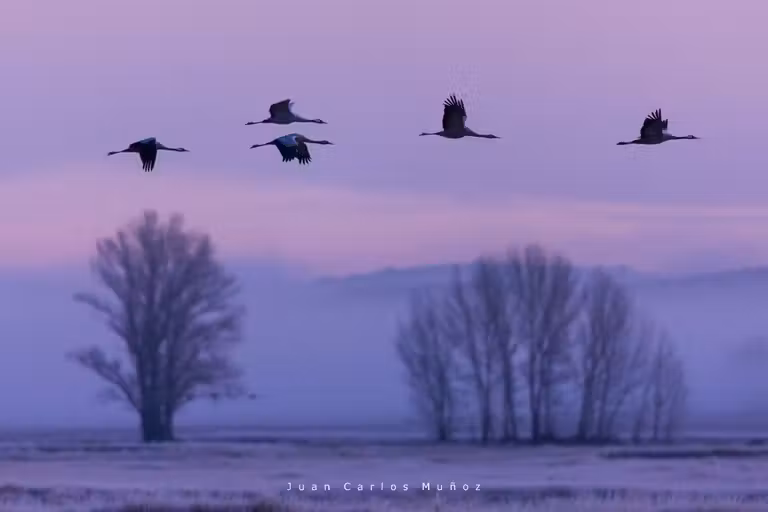 Grullas volando en la laguna de Gallocanta