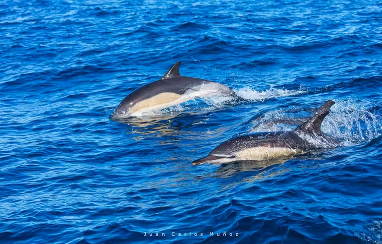 Avistar cetáceos en la costa vasca, una experiencia inolvidable