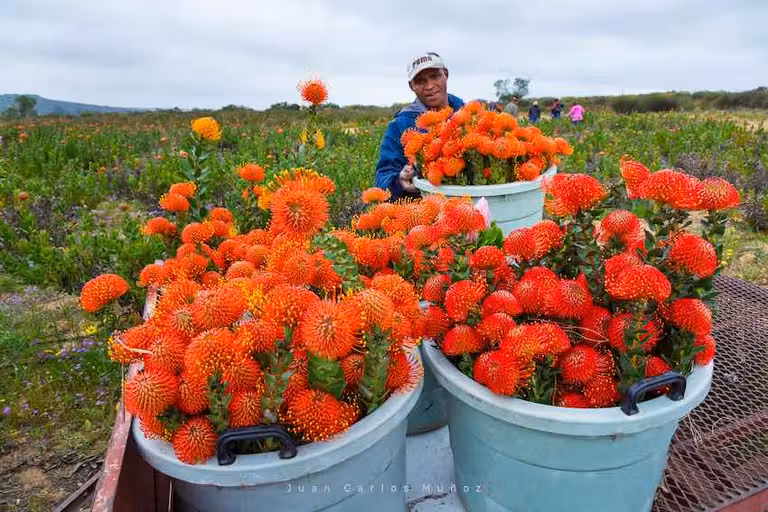 El desierto costero de Sudáfrica sólo florece en verano y otoño