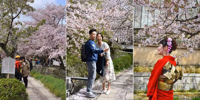 Camino del Filosófo con cerezos en flor