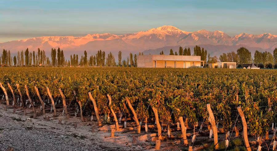 Viñas en la provincia de Mendoza