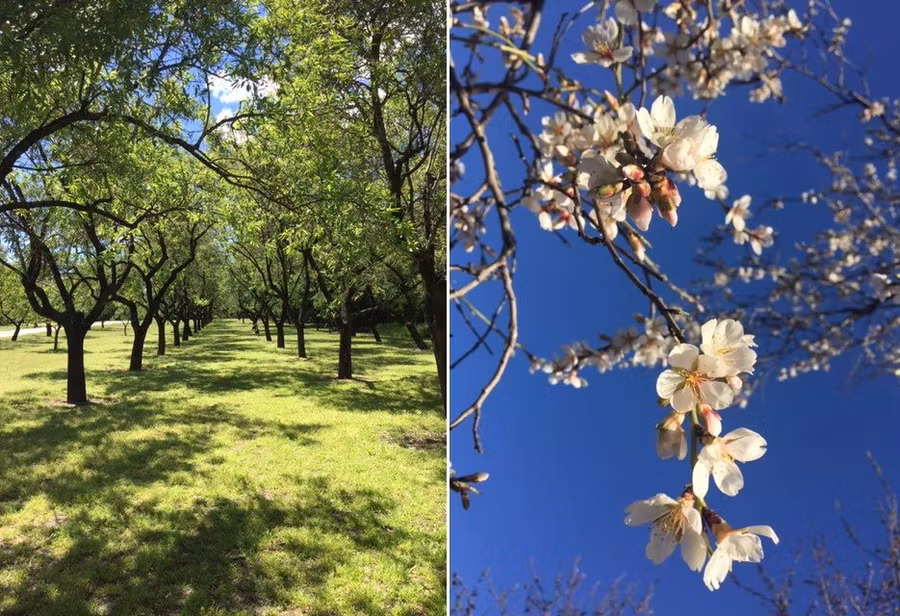 Flores de almendro y parcela de estos árboles tras la caída de las mismas