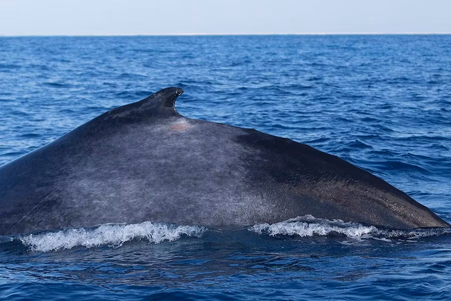 Navega para ver cetáceos.