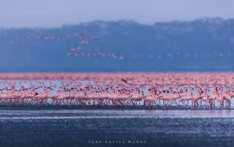 Flamencos en lago Nakuru (Kenia)