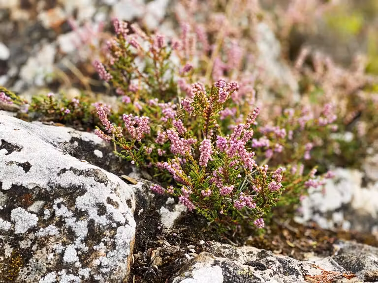 brazo en la sierra del rincon