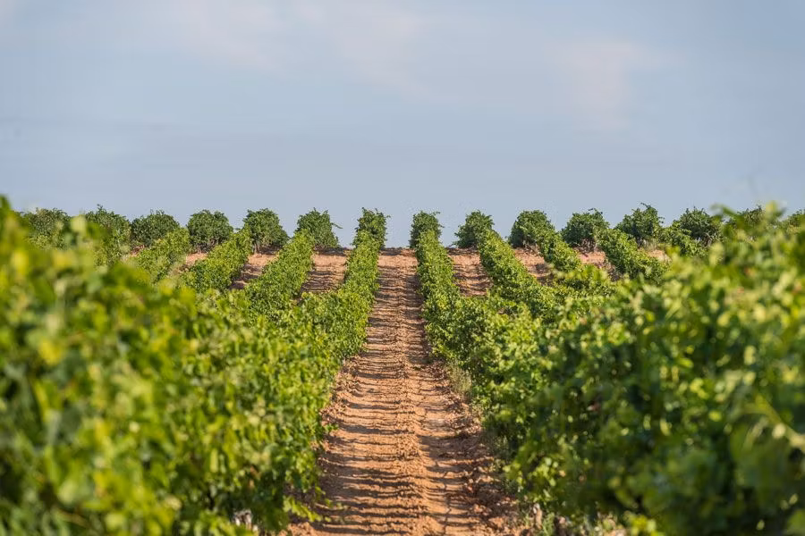 Vinos navarros, viajes a Navarra, escapadas por España