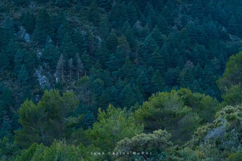 Pinsapar en el Parque Nacional Sierra de las Nieves.