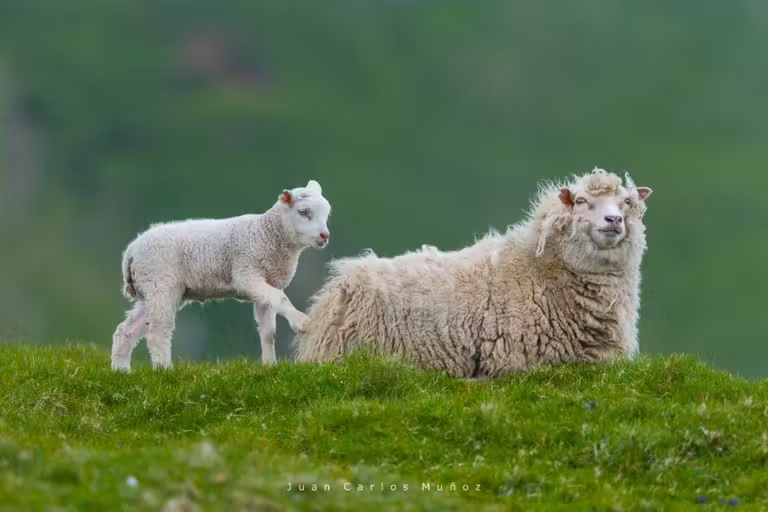 Ovejas en las lslas Shetland.