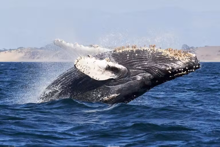 Ballena en Baja California (México).