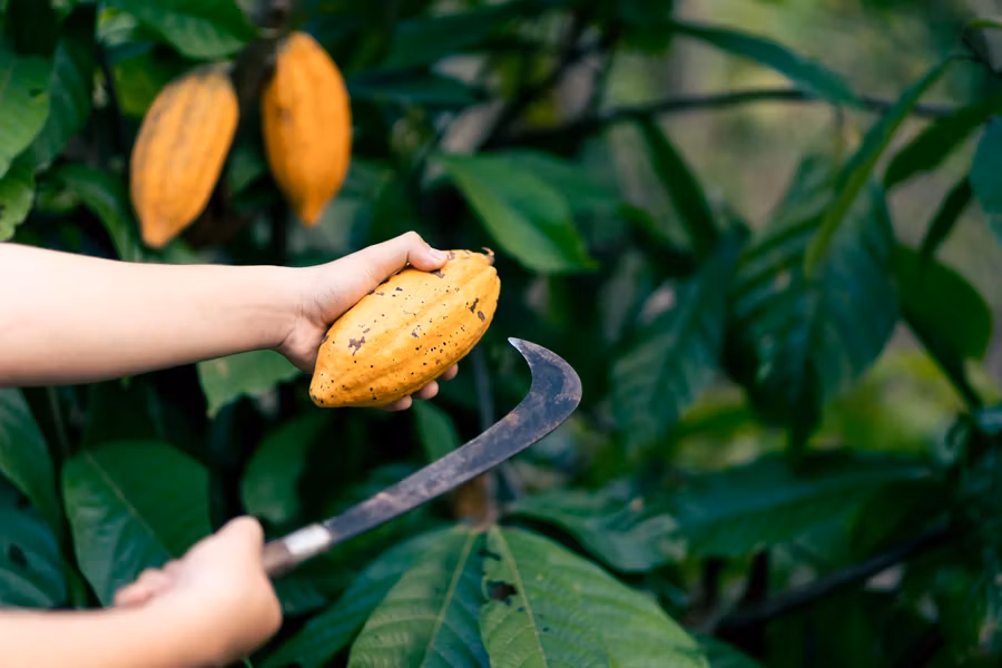 Recolección de las habas de cacao.