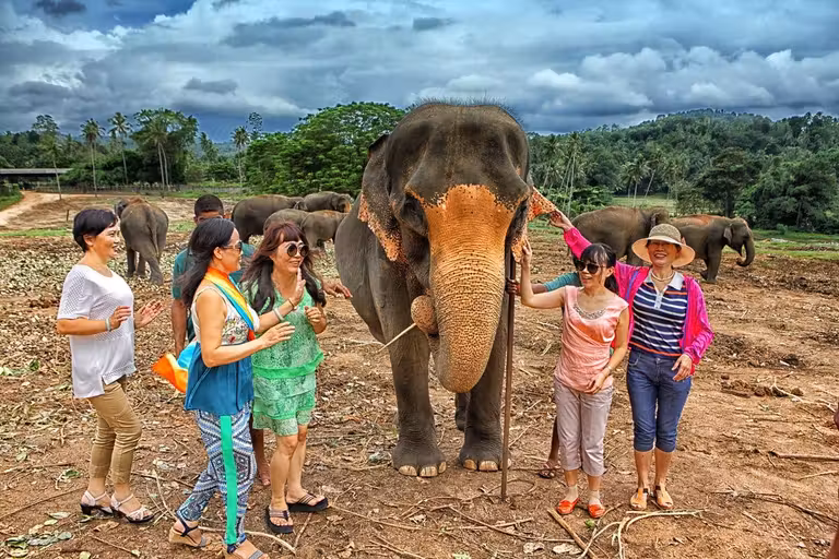 Viaje de mujeres, elefantes en Sri Lanza