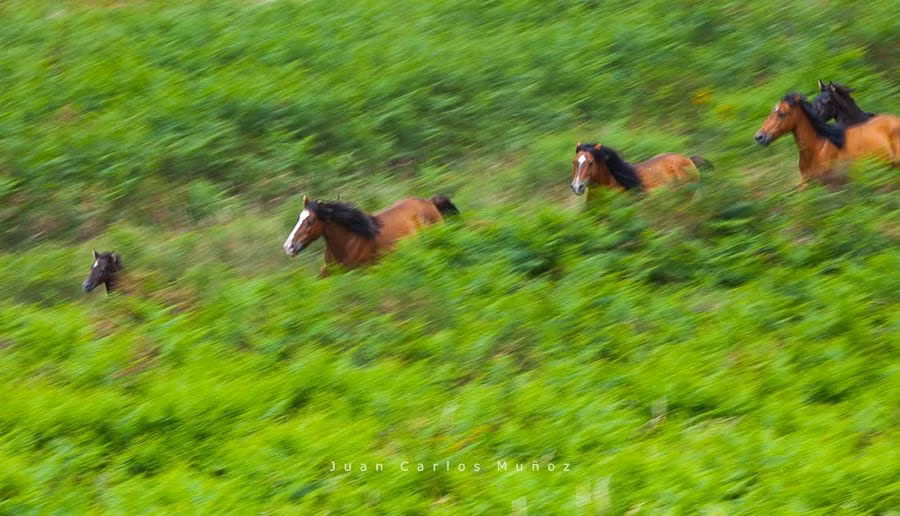 A rapa das bestas, la gran fiesta de los caballos de Sabucedo (Pontevedra)