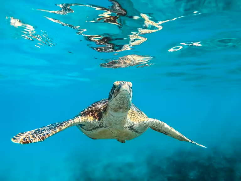 submarinismo en barbados viajes sin cuarentena desde espana