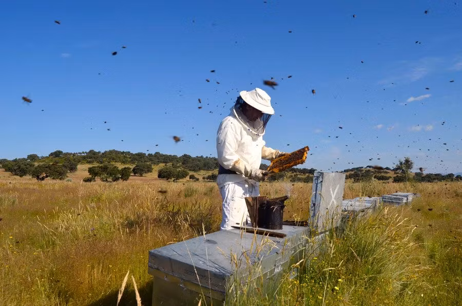 miel de la siberia extremena