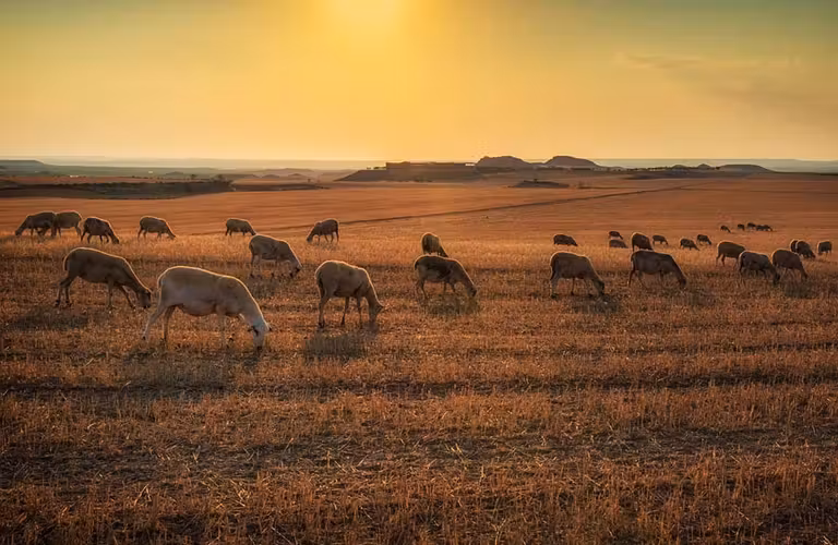 Ovejas pastando en la Ruta del lechazo en Castilla y Leon.