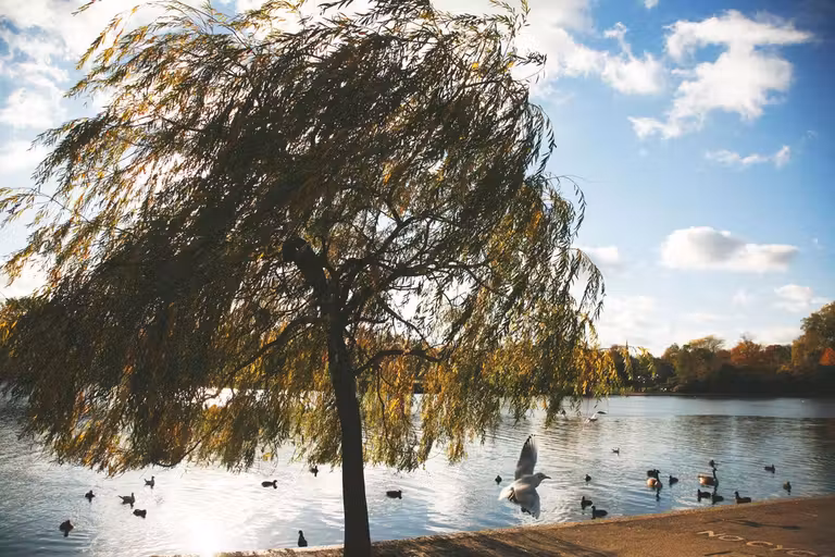 Hyde Park, un escape campestre en el centro de Londres.