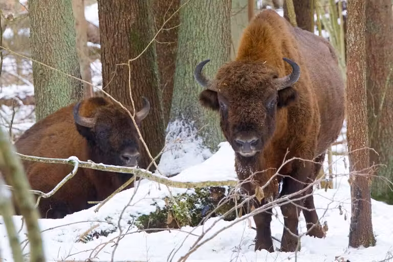 Bisontes en Bialowieza