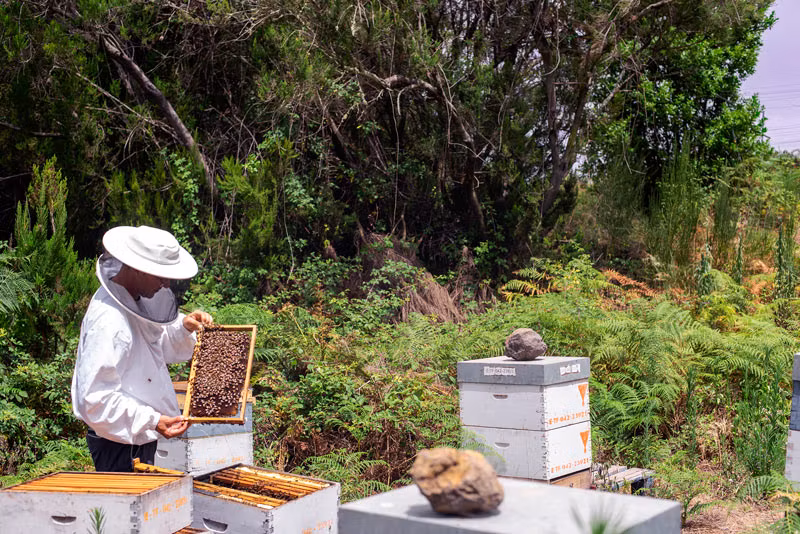 Apicultor en Tenerife.
