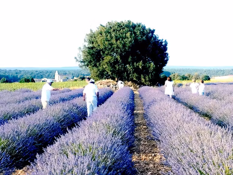 Cosecha de lavanda.